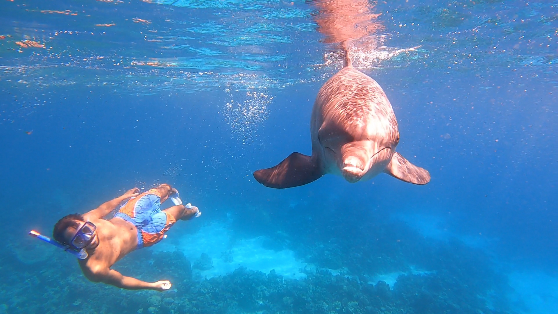 Swimming with Dolphin VIP Snorkeling Sea Trip
