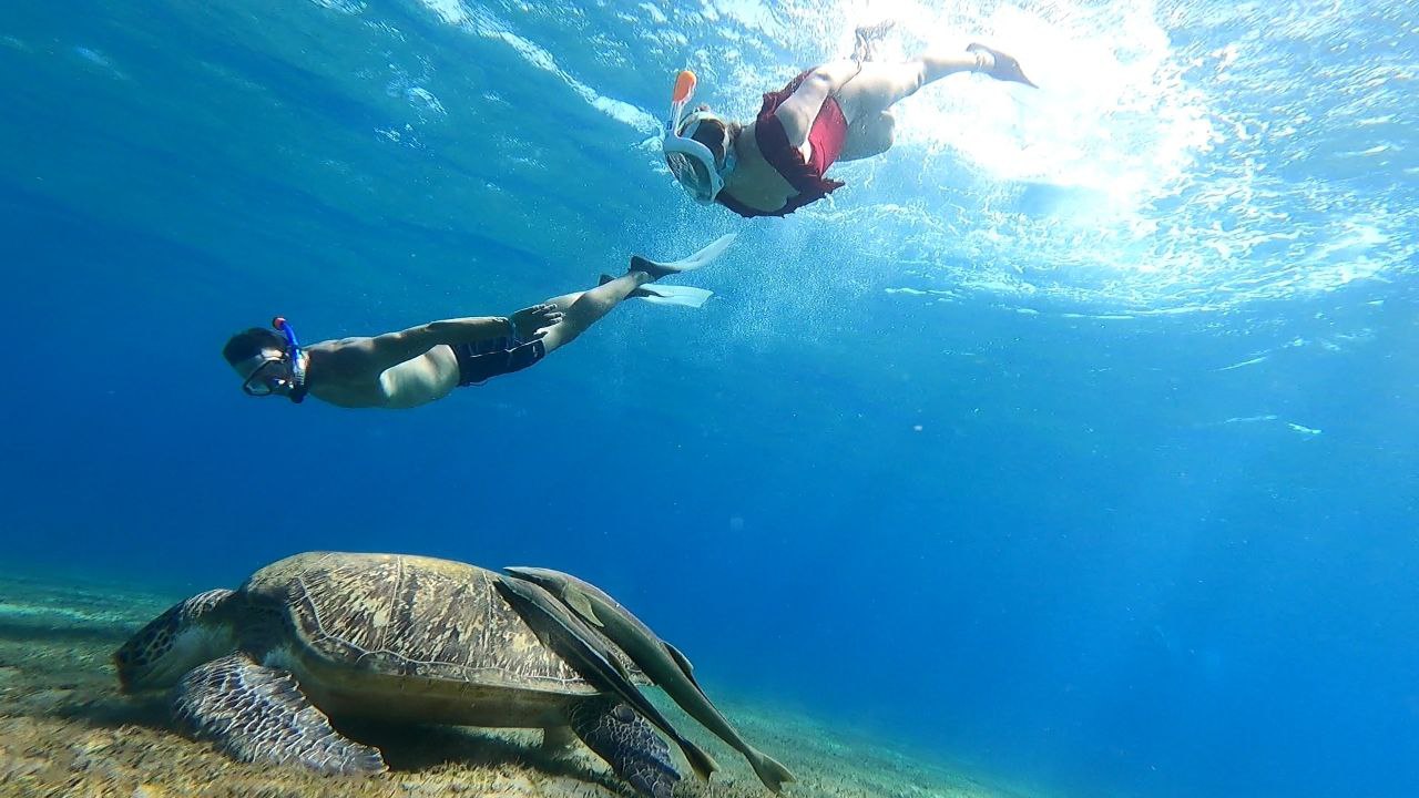Abu Dabbab over day - Snorkel with Turtles